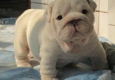 英国斗牛犬|斗牛犬日常所需营养介绍