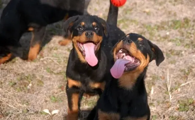 罗威纳犬|罗威纳犬最近总爱抓痒是怎么回事