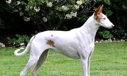 伊比赞猎犬的性格 它们有时显得孤傲 | 伊比赞猎犬