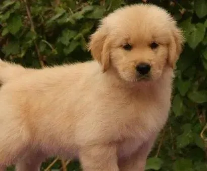 金毛|金毛犬患上犬瘟后食欲不好，口吐白沫没事吧