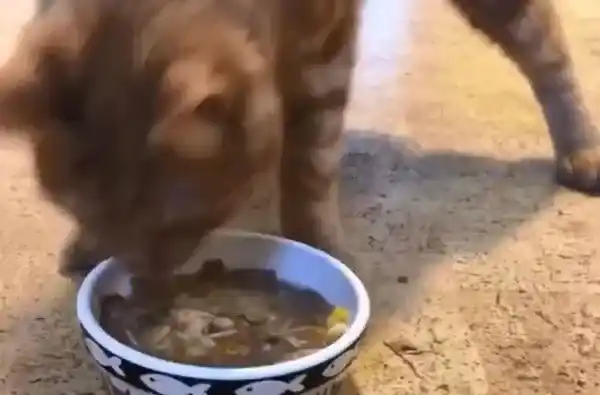 小橘猫先天性小脑发育不全 超特别外八步伐 | 猫