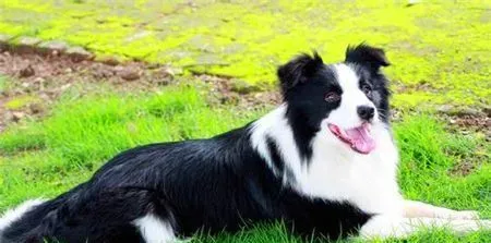 两个月大边境牧羊犬吃 可以吃一些奶糕营养膏 | 边境牧羊犬