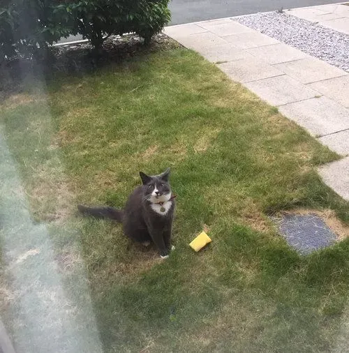 是嫌家里太脏还是碗没洗干净？ 怪癖猫送海绵礼物 | 猫