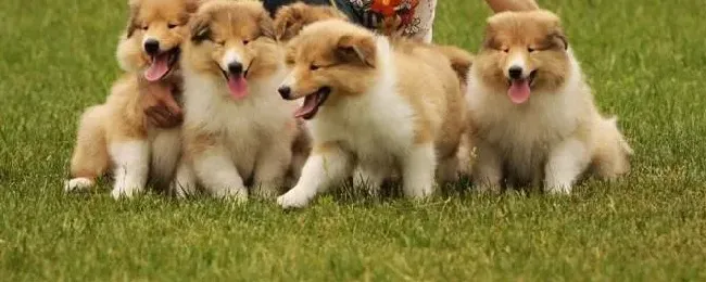 苏格兰牧羊犬|不要为了美丽而给苏格兰牧羊犬穿衣服