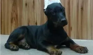 杜宾犬|杜宾犬拉稀吐黄水，现在很虚弱该怎么办