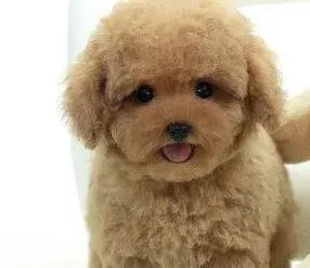 泰迪犬|引起泰迪犬总发抖的原因
