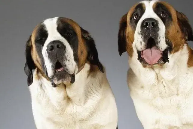 圣伯纳犬|不懂健康难做好主人 圣伯纳犬出现眼屎的四大原因
