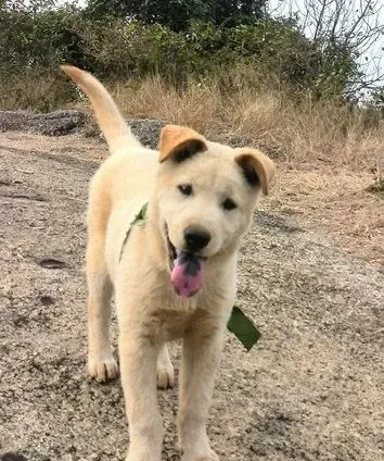 中华田园犬好养吗 中华田园犬的饲养方式 | 中华田园犬