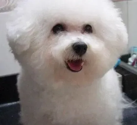 比熊犬|护理有妙招 如何处理比熊犬毛发干燥问题