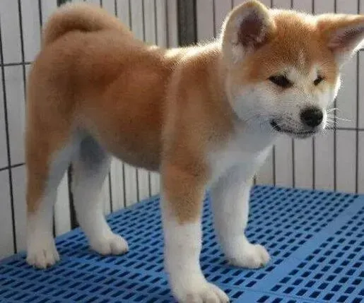 秋田犬|四个月的秋田犬需要吃钙片吗 一次吃几粒