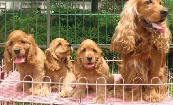 可卡犬|怎么判断可卡犬狗瘟是否痊愈