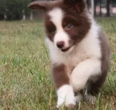 边境牧羊犬|冬季给边境牧羊犬做好保暖的四种方法