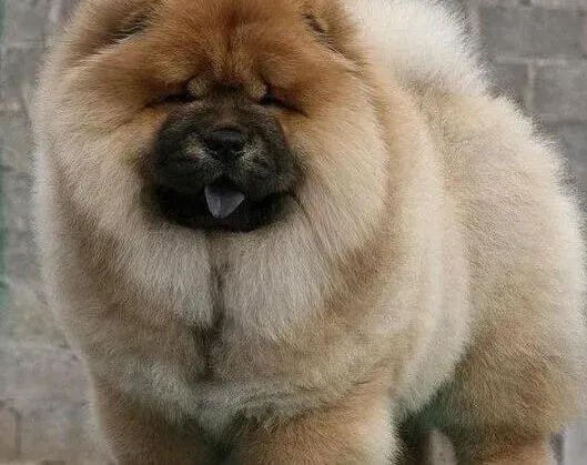 松狮犬|两个月的松狮犬得了细小病毒怎么治