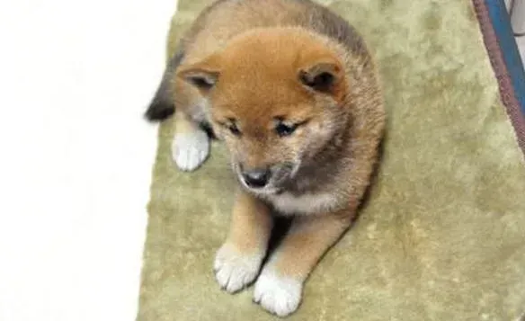 柴犬|柴犬总是喜欢乱咬主人有方法纠正吗