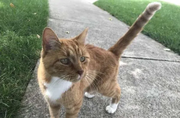 外国男子幸遇橘猫好邻居 总要蹭蹭讨摸 | 猫