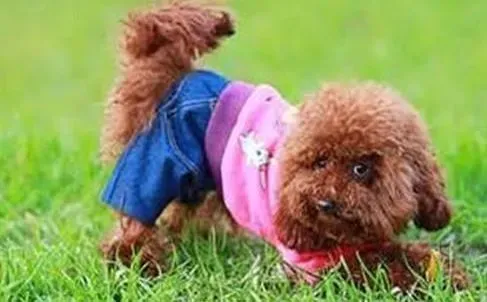 贵宾犬|孕期知识集锦 怎样护理孕期贵宾犬