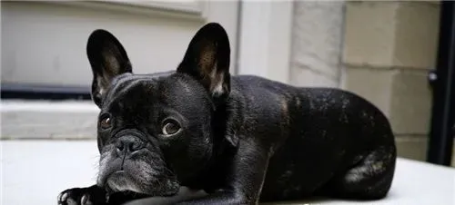 法国斗牛犬好繁殖吗 好的品种肯定不好繁殖 | 法国斗牛犬