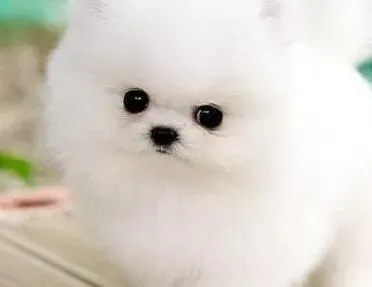 博美犬|博美犬最近大便有点不正常是什么情况