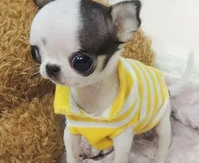 吉娃娃|吉娃娃后腿没劲还比前腿细是缺钙吗
