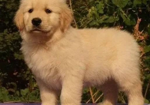 金毛|怎样让金毛犬养成良好的生理习惯