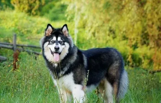 阿拉斯加雪橇犬学狼叫 因为遗传了狼的基因 | 阿拉斯加雪橇犬