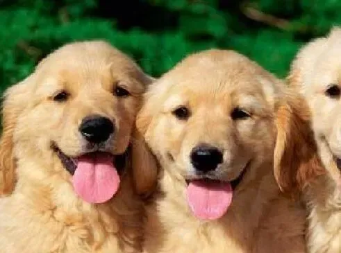 金毛|怎样才能走出金毛犬生病的误区
