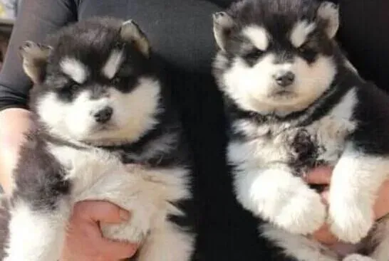 阿拉斯加犬|对阿拉斯加雪橇犬进行叼东西训练