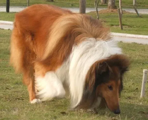 苏格兰牧羊犬|三个月的苏格拉牧羊犬每餐吃多少狗粮