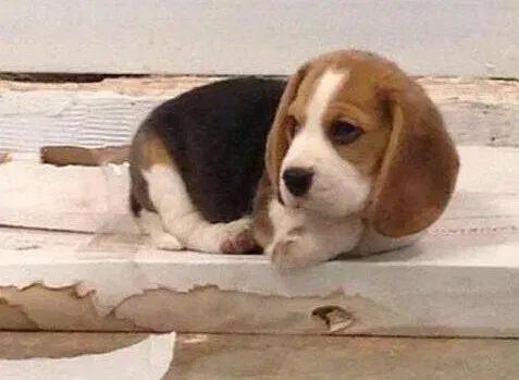 比格犬|运动好处多  运动对于比格犬有哪些影响