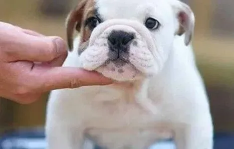 英国斗牛犬|斗牛犬大小便时而定点时而不定点 我该拿它怎么办