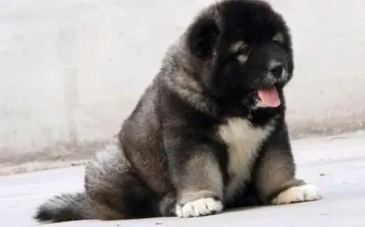 高加索犬|导致高加索犬肚子变大的原因有哪些