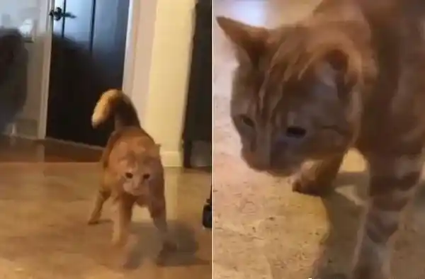 小橘猫先天性小脑发育不全 超特别外八步伐 | 猫