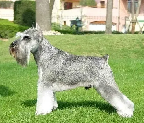 巨型雪纳瑞是军犬吗 巨型雪纳瑞不是军犬 | 雪纳瑞