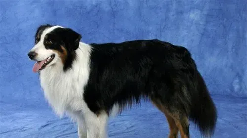 澳洲牧羊犬咬人吗 如何训练澳洲牧羊犬不咬人 | 澳洲牧羊犬