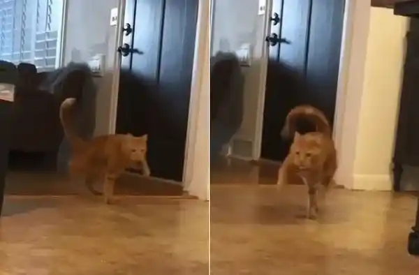 小橘猫先天性小脑发育不全 超特别外八步伐 | 猫