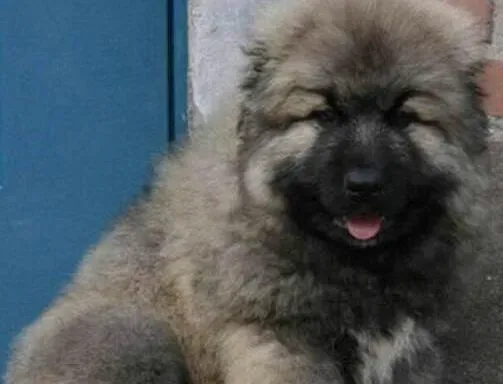 高加索犬|爱高加索犬就要将饲养进行到底
