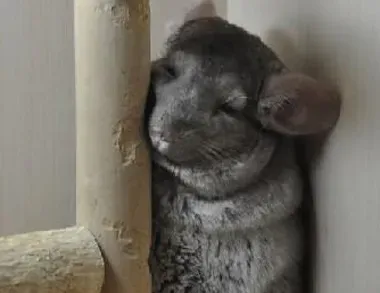 龙猫臭吗 它们是最清洁的小动物之一 | 龙猫