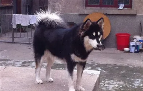 阿拉斯加雪橇犬立耳 立耳应该在2到3个月 | 阿拉斯加雪橇犬
