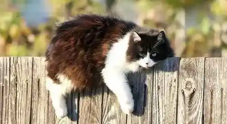 猫厕所哪种好 可以亲手DIY一个猫厕所 | 猫