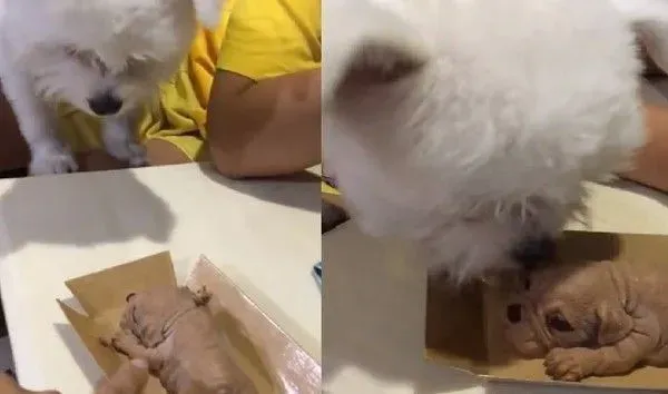 狗狗冰淇淋以假乱真 带金误认是同伴还爱护的舔 | 狗