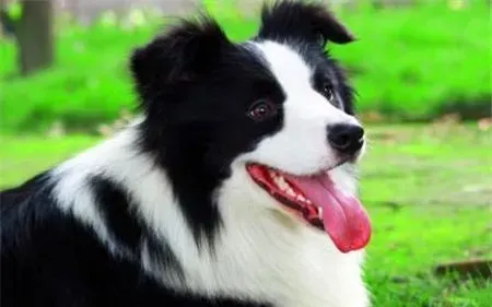 两个月大边境牧羊犬吃 可以吃一些奶糕营养膏 | 边境牧羊犬