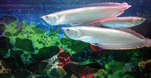 银龙鱼的饲养方法 银龙鱼饲养注意的地方 | 银龙鱼
