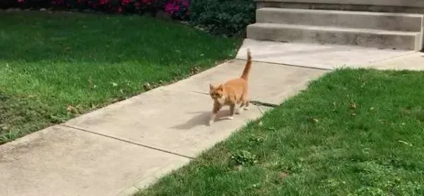 外国男子幸遇橘猫好邻居 总要蹭蹭讨摸 | 猫