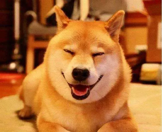 柴犬吃什么发毛 以下三种食物可以让柴犬美毛 | 柴犬