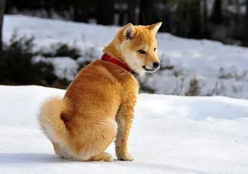 秋田犬|秋田犬的日常进食需要讲究哪些规律