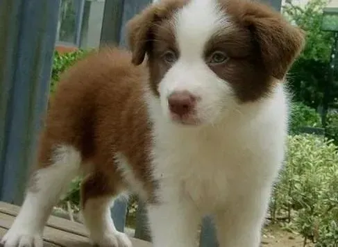 边境牧羊犬|关于边境牧羊犬是否可以喝冰水的解释