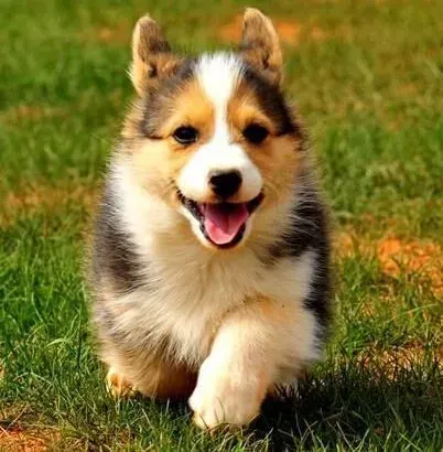 柯基犬|生活常备 科学饲养年幼柯基犬须知三点