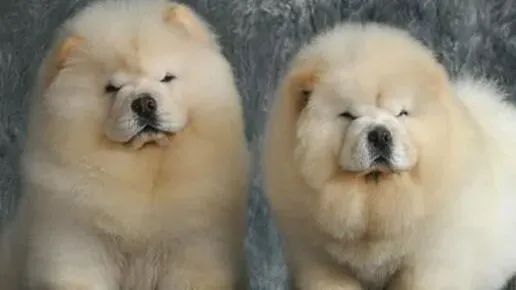 松狮犬|详细讲解松狮犬食肉类时要注意哪些