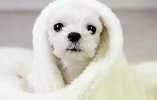 马尔济斯|马尔济斯犬的耳朵应该怎样护理