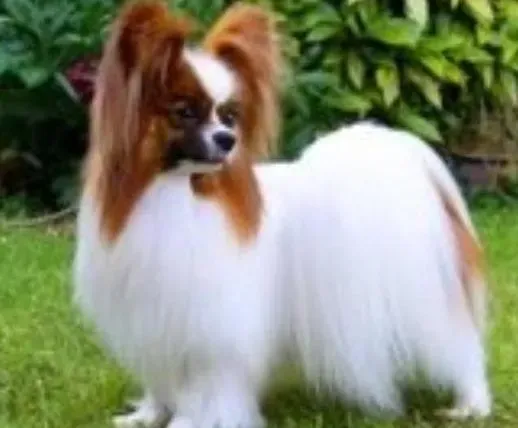 蝴蝶犬|狗狗产后护理黄金方案 产后的蝴蝶犬缺钙怎么办
